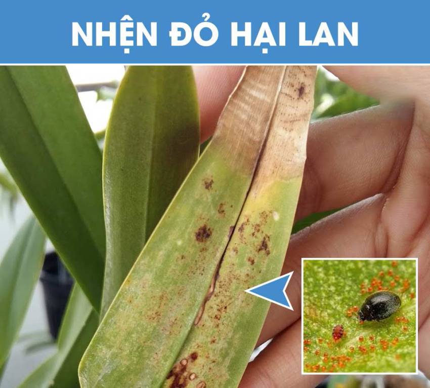 thuốc diệt côn trùng cho hoa lan