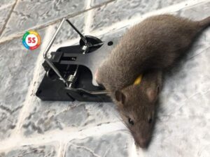 Các loại bẫy chuột