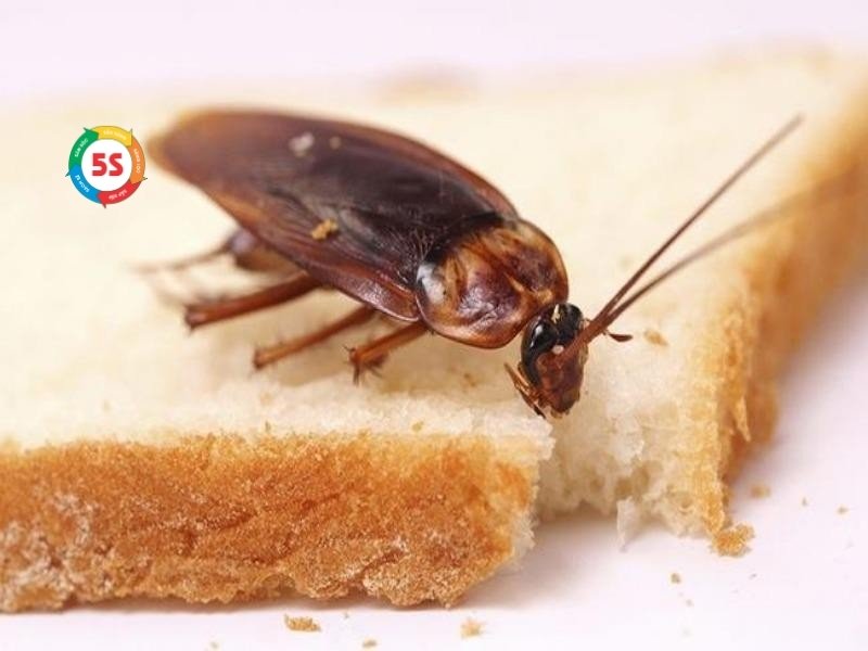 Cách đuổi gián trong bếp