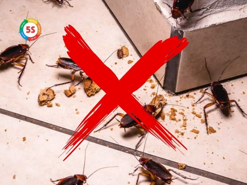 Cách đuổi gián trong bếp