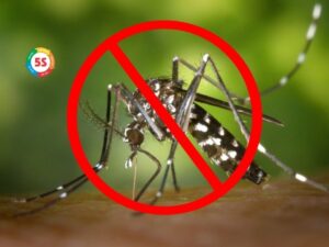 Cách đuổi muỗi tại nhà