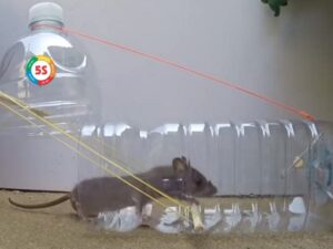 Cách làm bẫy chuột