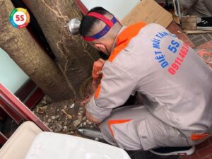 Dịch vụ diệt mối tại Quế Phong