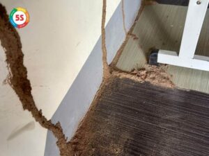 diệt mối trong tường nhà