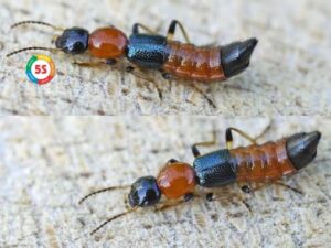 Tại sao có kiến ba khoang trong nhà