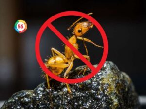 Thuốc diệt kiến không độc hại