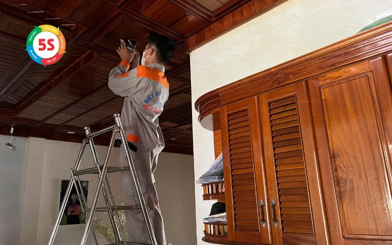 Chống mối cho nhà mới xây