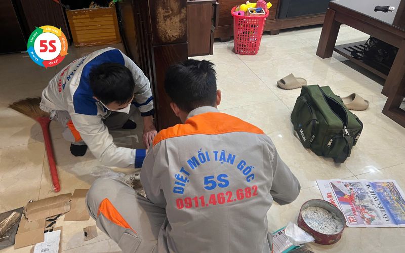 Tổ mối trong nhà