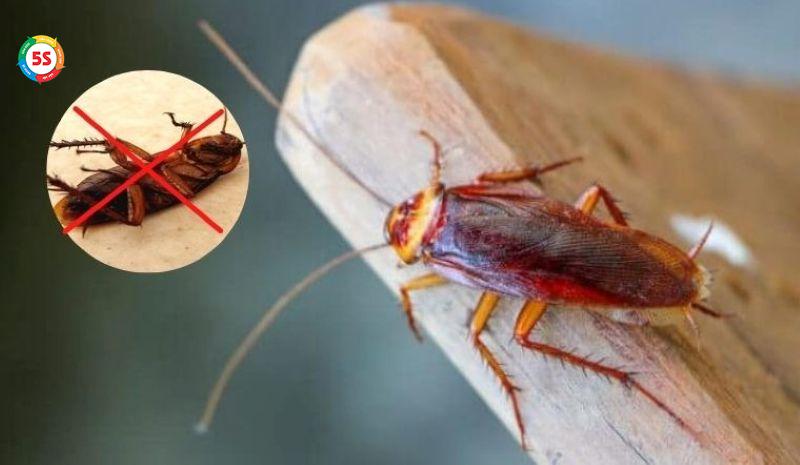 cách đuổi gián trong bếp