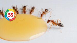 cách đuổi kiến khỏi đồ ăn