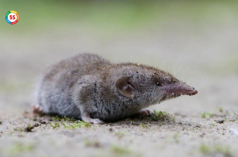 Chuột Chù Vào Nhà