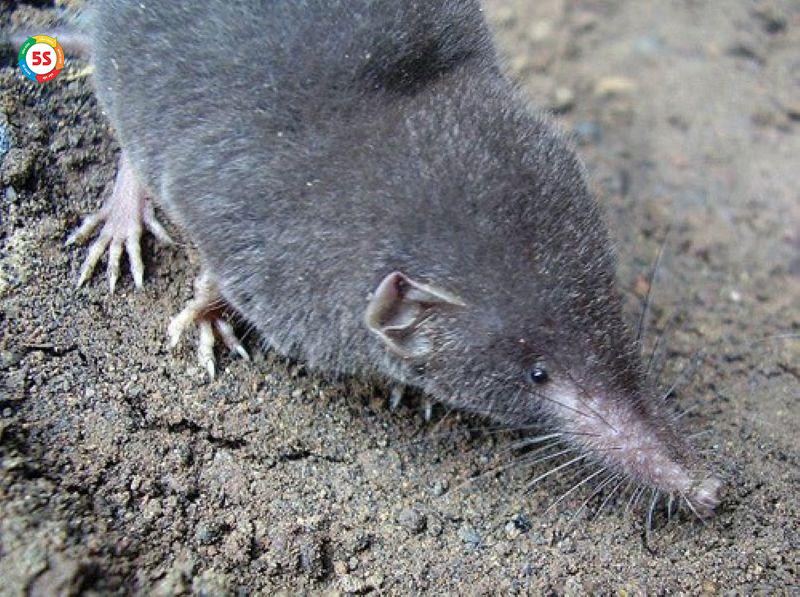 Chuột Chù Vào Nhà