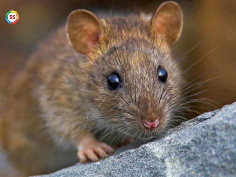 chuột có leo tường được không