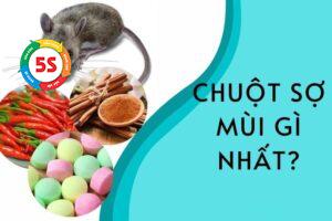 chuột sợ gì nhất