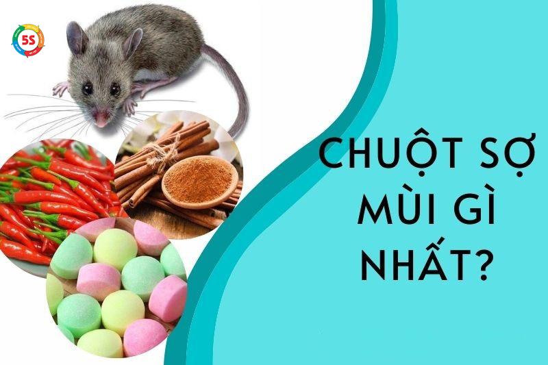 chuột sợ gì nhất