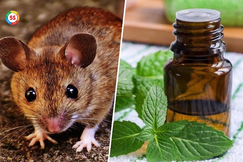 đuổi chuột bằng tinh dầu bạc hà