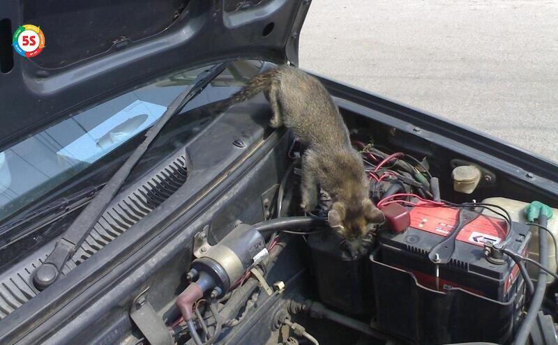 đuổi chuột ô tô