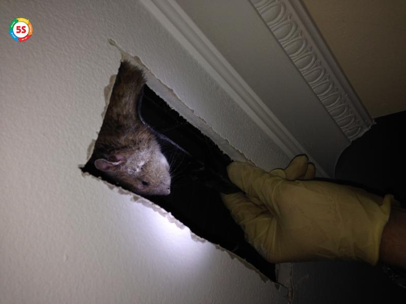 đuổi chuột trên trần nhà