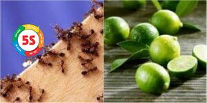 đuổi kiến bằng tinh dầu