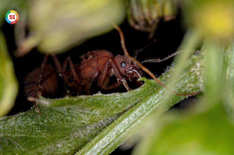 kiến có phải là côn trùng không