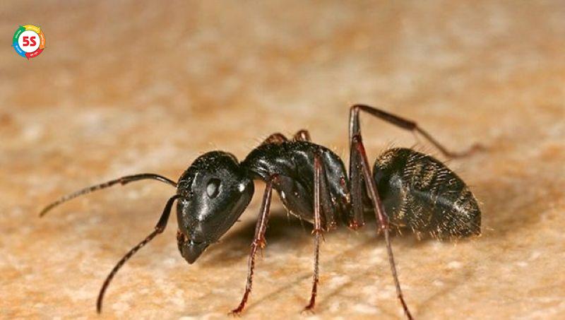kiến đen có cắn không