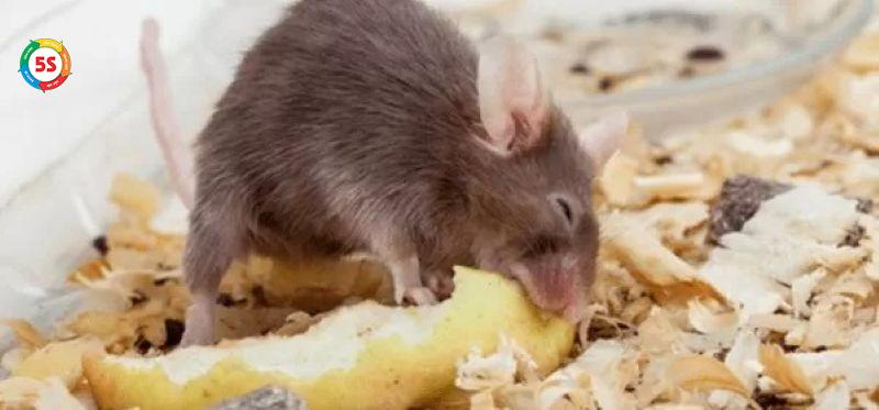 Thức ăn bẫy chuột