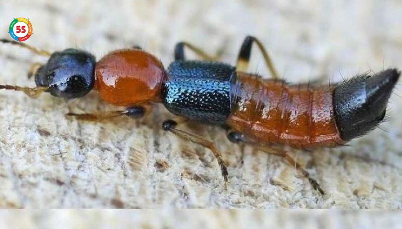 trị kiến ba khoang