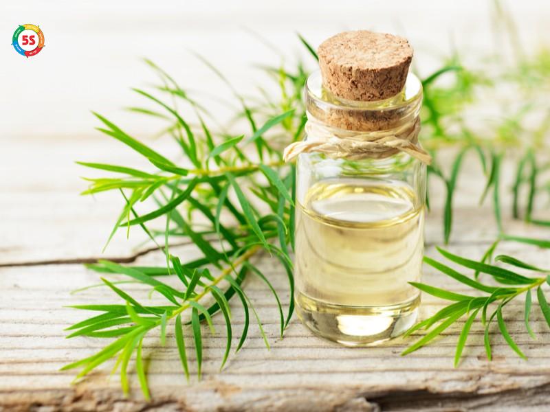 cách diệt mối cánh
