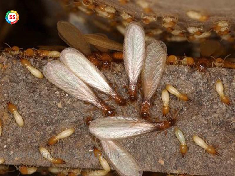 cách diệt mối cánh