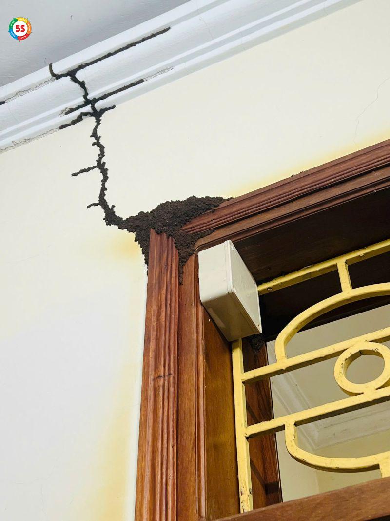 cách đuổi mối cánh ra khỏi nhà