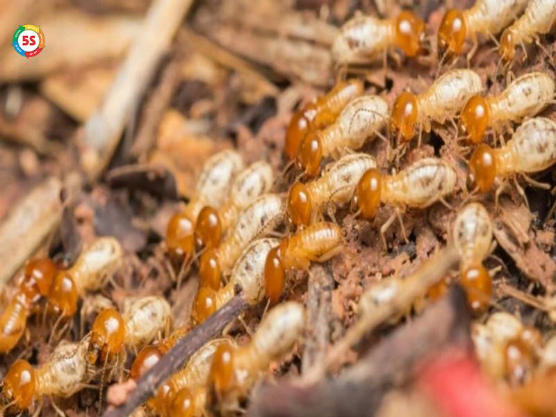 mối xuất hiện trong nhà