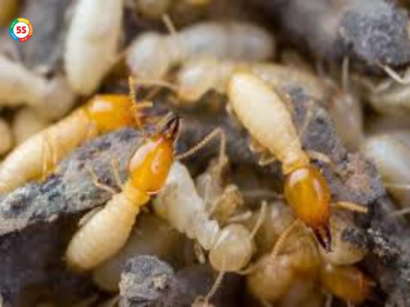 mối xuất hiện trong nhà