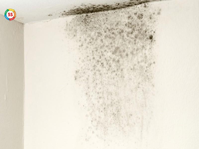 vì sao nhà có nhiều mối