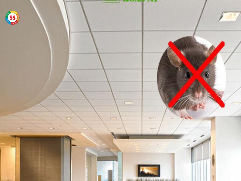 Cách đuổi chuột trên trần nhà