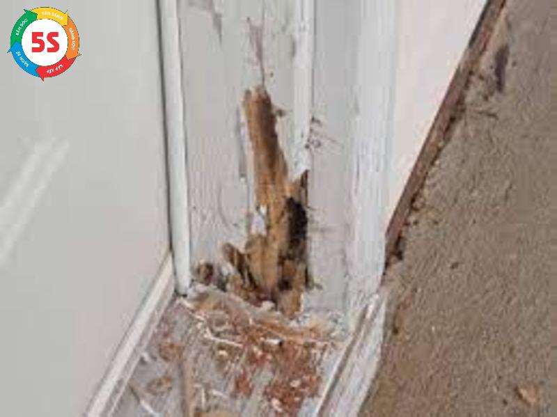 cách đuổi mối trong bếp