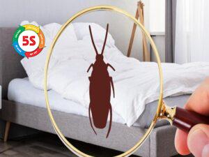 cách đuổi gián trong phòng ngủ