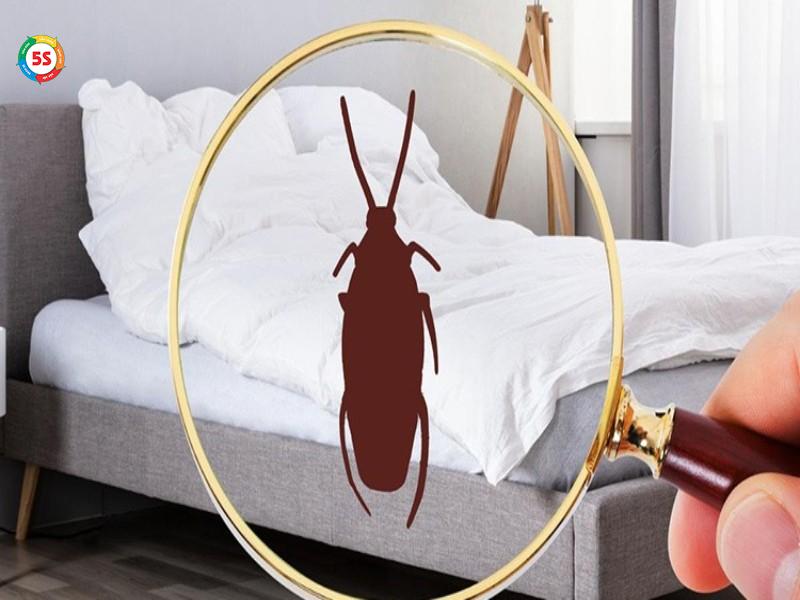 cách đuổi gián trong phòng ngủ