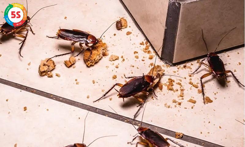 diệt gián tận gốc