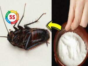 cách diệt gián tại nhà