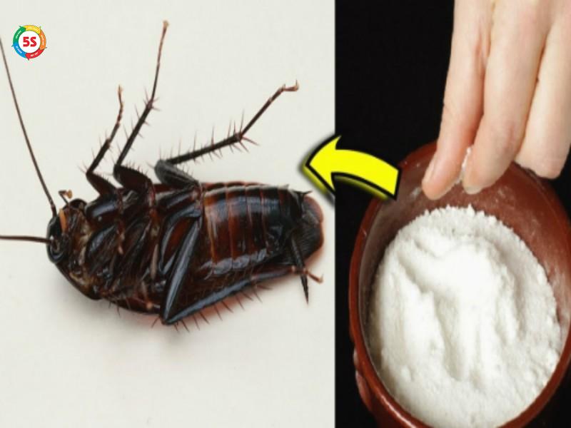 cách diệt gián tại nhà