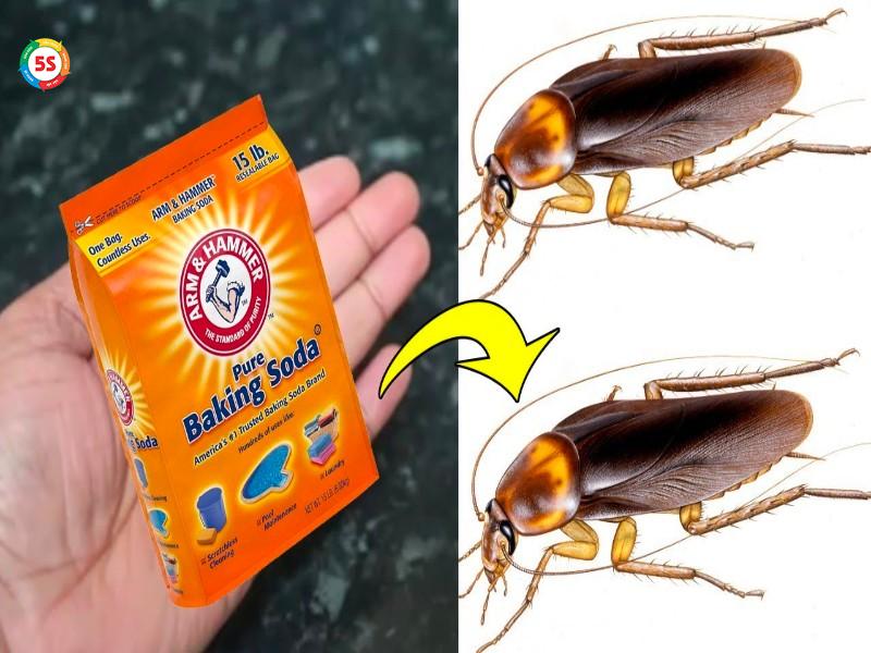 cách diệt gián trong nhà