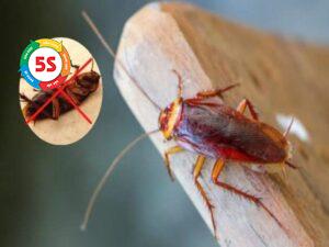 cách diệt gián trong nhà