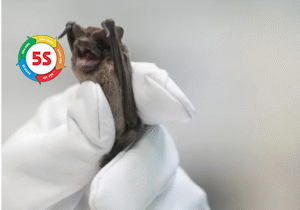 Dịch vụ diệt dơi Nghệ An