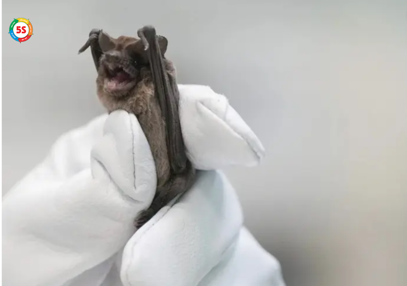 Dịch vụ diệt dơi Nghệ An