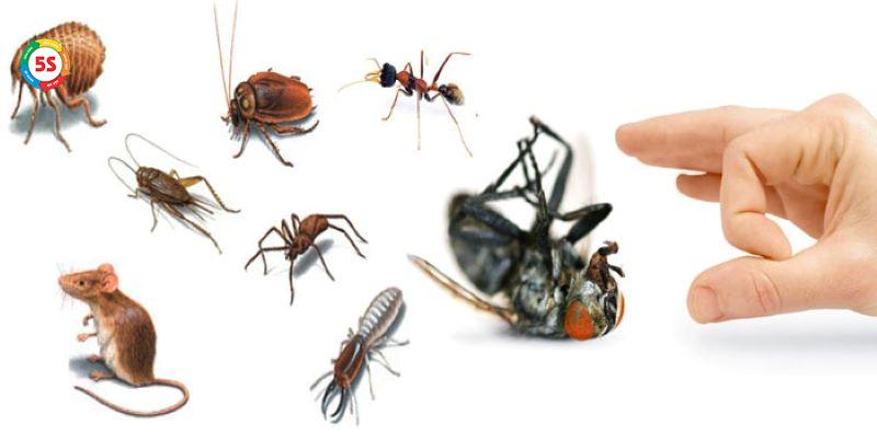 Diệt côn trùng an toàn Hà Tĩnh