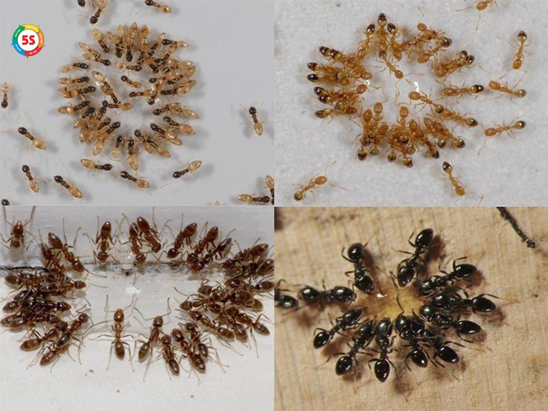 Nhu cầu diệt côn trùng an toàn tại Hà Tĩnh