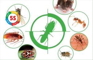 Dịch vụ diệt côn trùng cho doanh nghiệp Hà Tĩnh