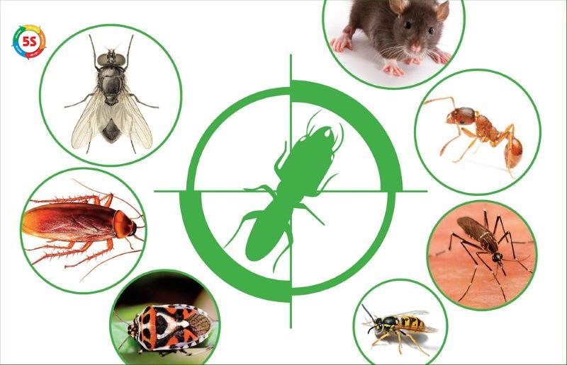 Dịch vụ diệt côn trùng cho doanh nghiệp Hà Tĩnh