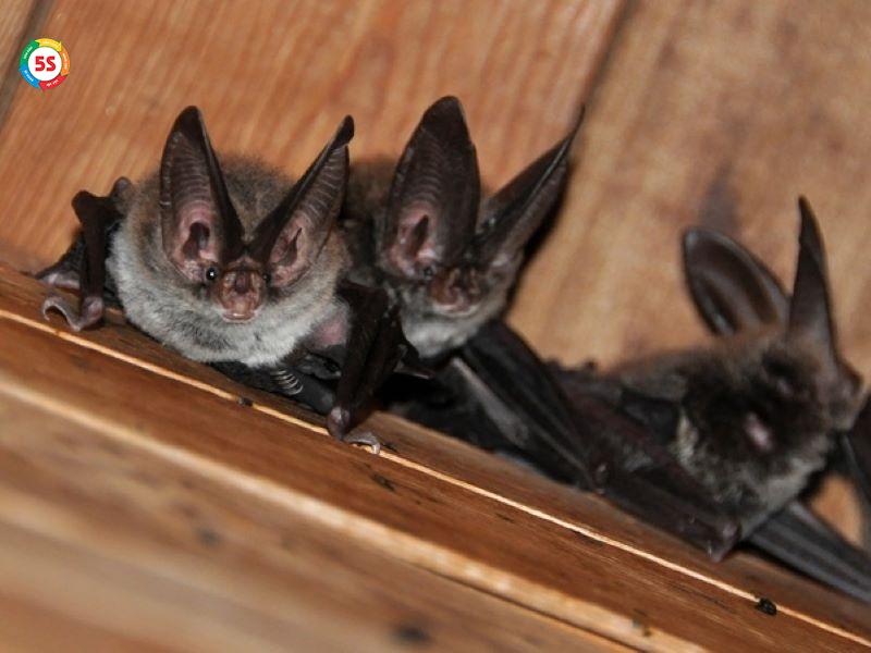 Dịch vụ diệt dơi cho nhà kho, kho xưởng