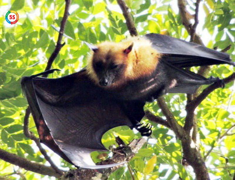 Dịch vụ diệt dơi cho nhà kho, kho xưởng